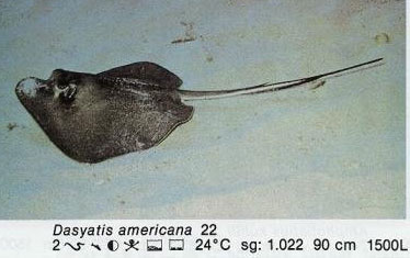 Dasyatis americana